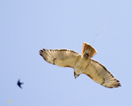 Red tailed Hawk
